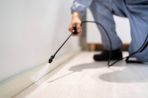 Licensed Wasp Removal service in Norfolk, VA - Show Me Pest Control
